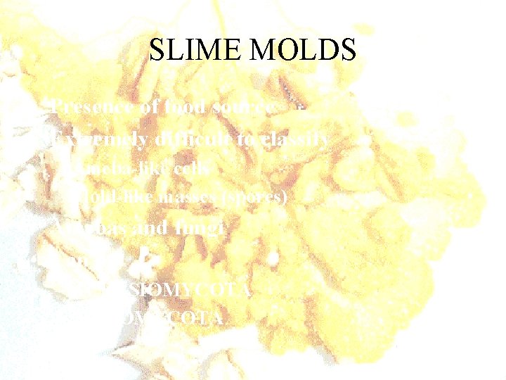 SLIME MOLDS • Presence of food source • Extremely difficult to classify – Ameba-like