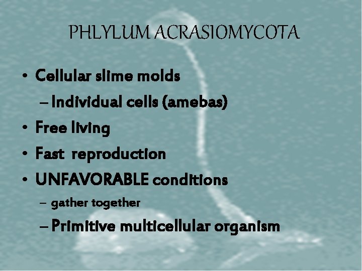 PHLYLUM ACRASIOMYCOTA • Cellular slime molds – Individual cells (amebas) • Free living •