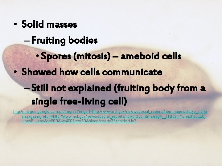  • Solid masses – Fruiting bodies • Spores (mitosis) – ameboid cells •