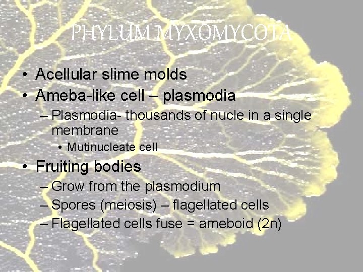 PHYLUM MYXOMYCOTA • Acellular slime molds • Ameba-like cell – plasmodia – Plasmodia- thousands