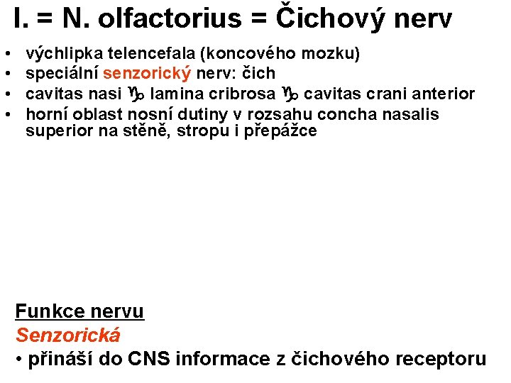 I. = N. olfactorius = Čichový nerv • • výchlipka telencefala (koncového mozku) speciální