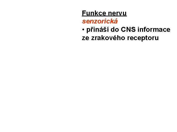 Funkce nervu senzorická • přináší do CNS informace ze zrakového receptoru 