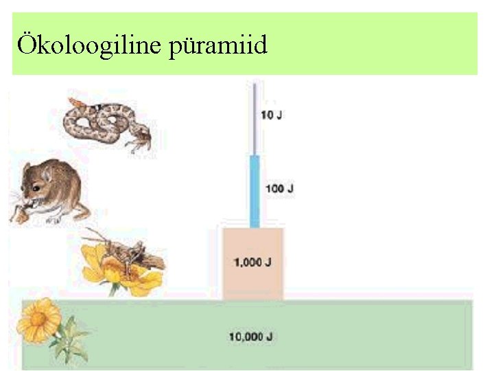 Ökoloogiline püramiid Ökosüsteemi troofilised tasemed moodustavad ökoloogilise püramiidi. Biomass – (ühel troofilises tasemel olevate