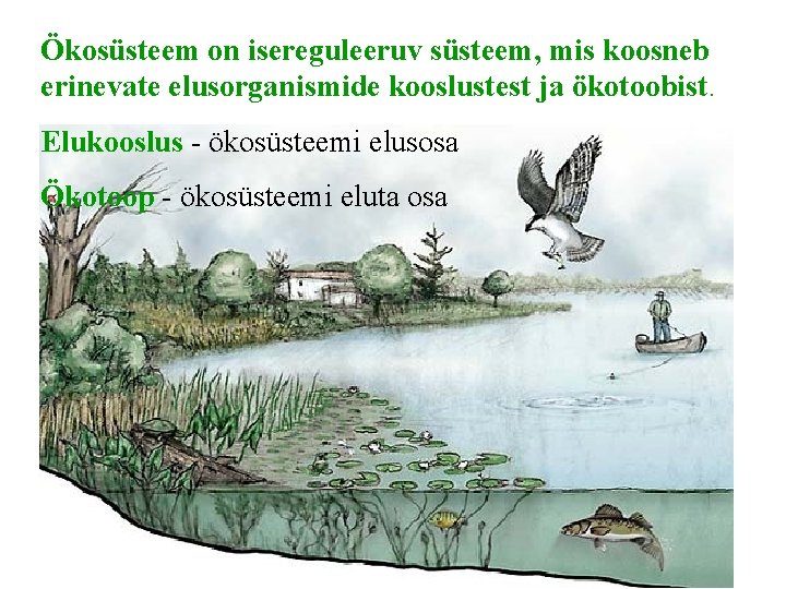 Ökosüsteem on isereguleeruv süsteem, mis koosneb erinevate elusorganismide kooslustest ja ökotoobist. Elukooslus - ökosüsteemi