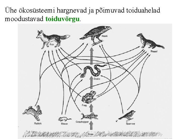 Ühe ökosüsteemi hargnevad ja põimuvad toiduahelad moodustavad toiduvõrgu. 