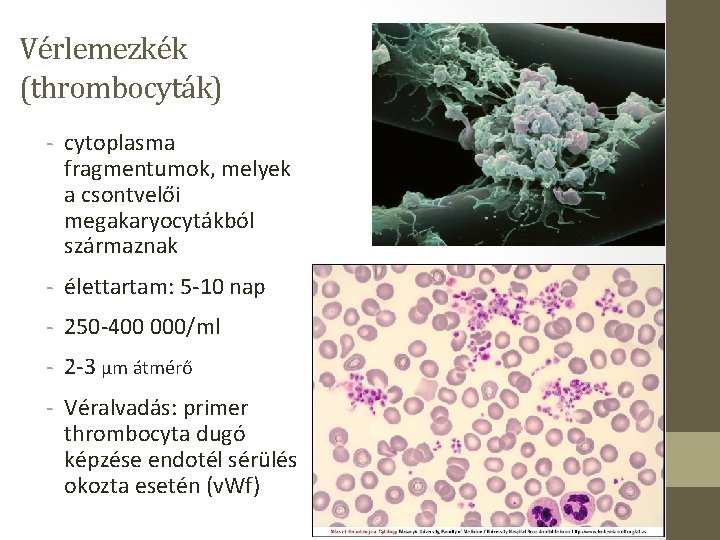 Vérlemezkék (thrombocyták) - cytoplasma fragmentumok, melyek a csontvelői megakaryocytákból származnak - élettartam: 5 -10