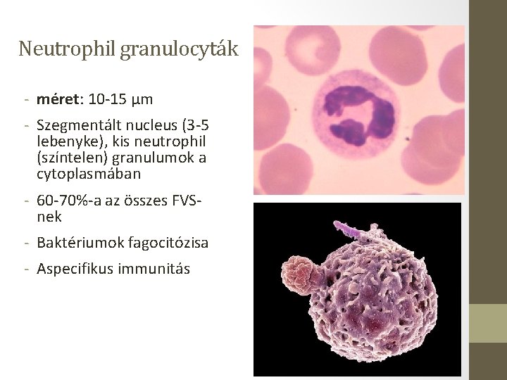 Neutrophil granulocyták - méret: 10 -15 µm - Szegmentált nucleus (3 -5 lebenyke), kis