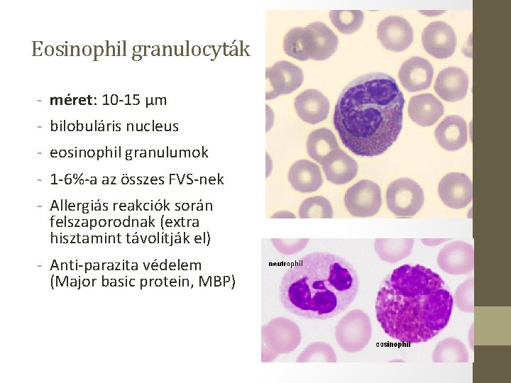 Eosinophil granulocyták - méret: 10 -15 µm - bilobuláris nucleus - eosinophil granulumok -