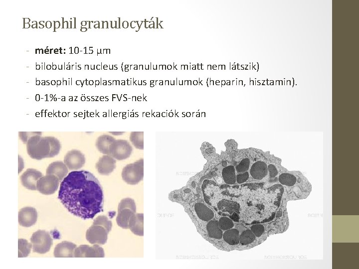 Basophil granulocyták - méret: 10 -15 µm bilobuláris nucleus (granulumok miatt nem látszik) basophil