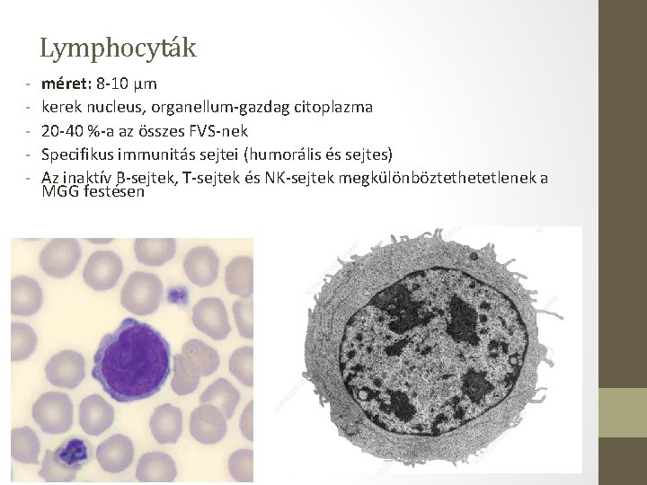Lymphocyták - méret: 8 -10 µm kerek nucleus, organellum-gazdag citoplazma 20 -40 %-a az