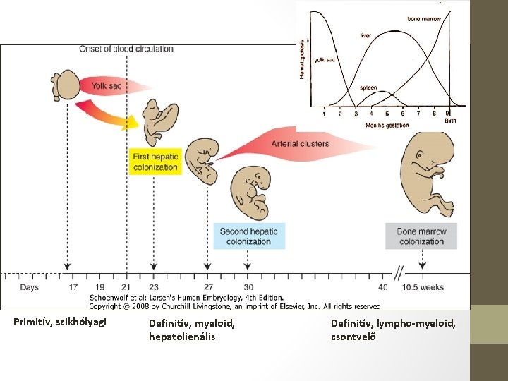 Primitív, szikhólyagi Definitív, myeloid, hepatolienális Definitív, lympho-myeloid, csontvelő 