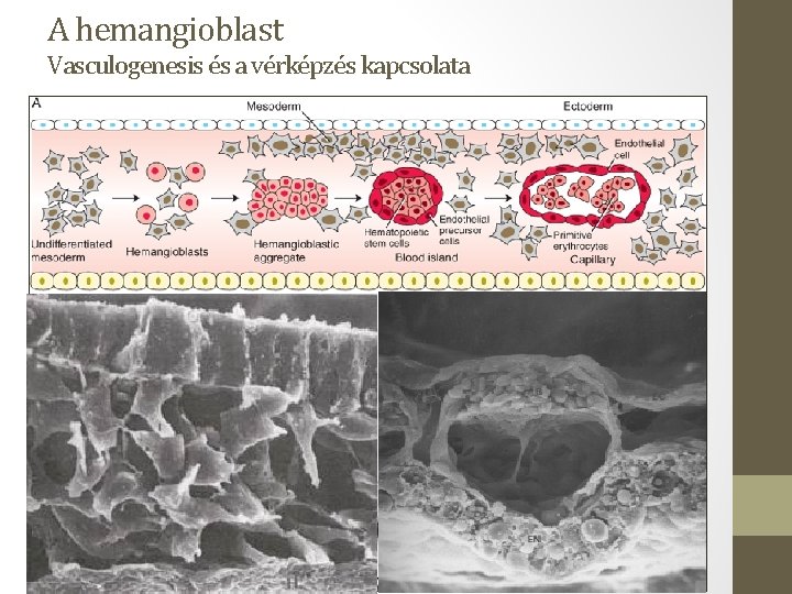 A hemangioblast Vasculogenesis és a vérképzés kapcsolata Yolk sac primitive hematopoesis 
