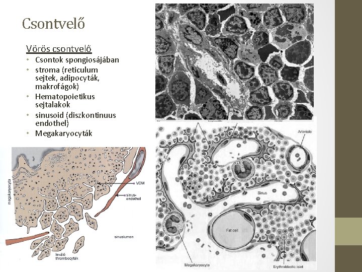 Csontvelő Vörös csontvelő • Csontok spongiosájában • stroma (reticulum sejtek, adipocyták, makrofágok) • Hematopoietikus