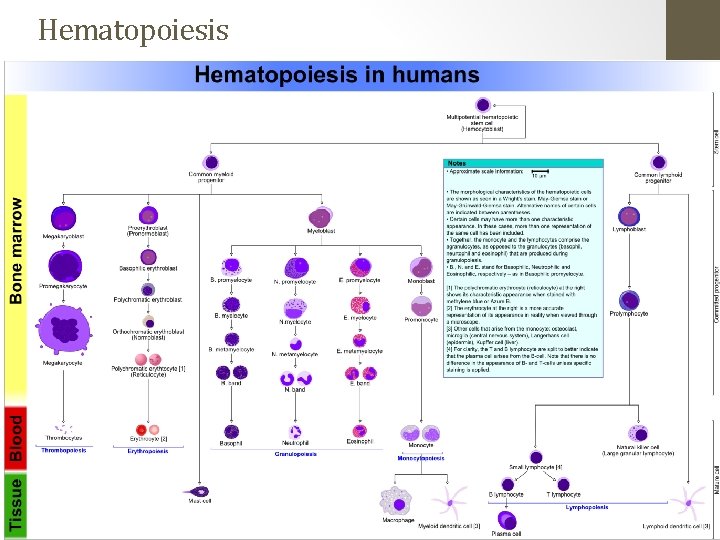 Hematopoiesis 