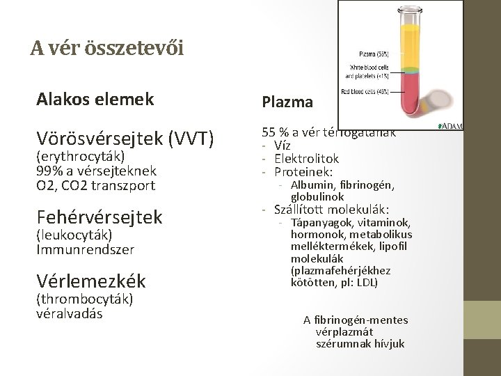 A vér összetevői Alakos elemek Plazma Vörösvérsejtek (VVT) 55 % a vér térfogatának -