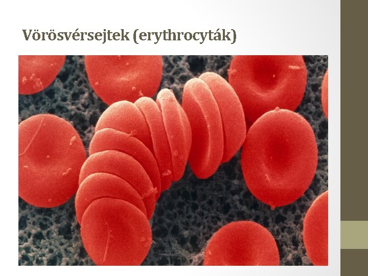 Vörösvérsejtek (erythrocyták) 