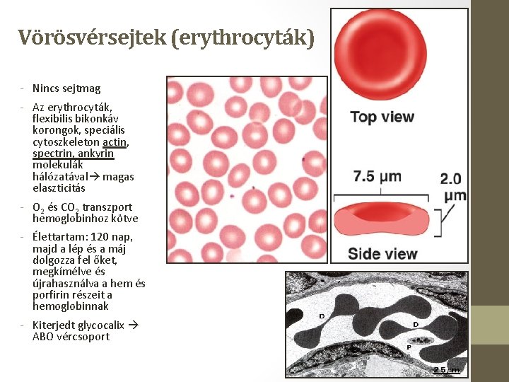 Vörösvérsejtek (erythrocyták) - Nincs sejtmag - Az erythrocyták, flexibilis bikonkáv korongok, speciális cytoszkeleton actin,