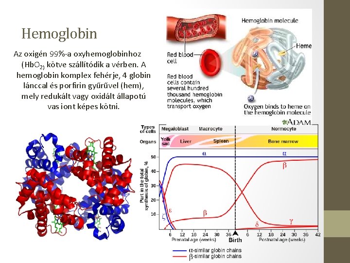 Hemoglobin Az oxigén 99%-a oxyhemoglobinhoz (Hb. O 2) kötve szállítódik a vérben. A hemoglobin