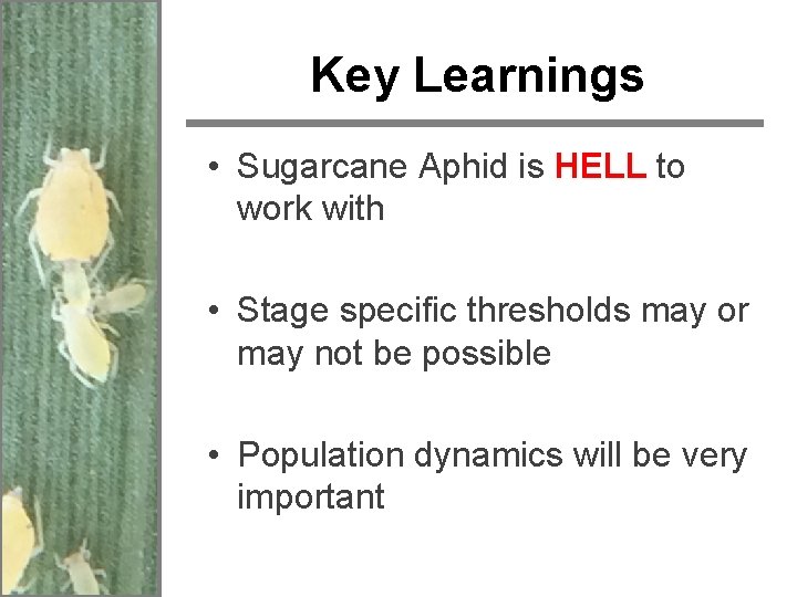 Key Learnings • Sugarcane Aphid is HELL to work with • Stage specific thresholds