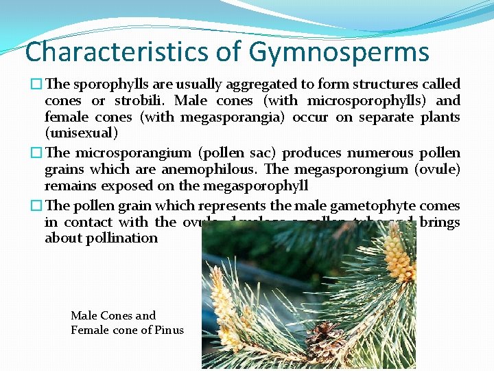 Characteristics of Gymnosperms �The sporophylls are usually aggregated to form structures called cones or