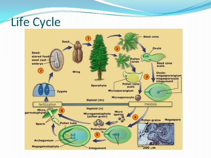 Life Cycle 