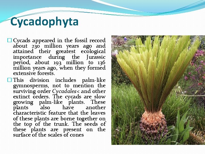 Cycadophyta � Cycads appeared in the fossil record about 230 million years ago and