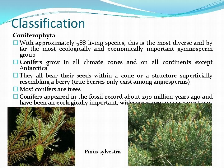 Classification Coniferophyta � With approximately 588 living species, this is the most diverse and