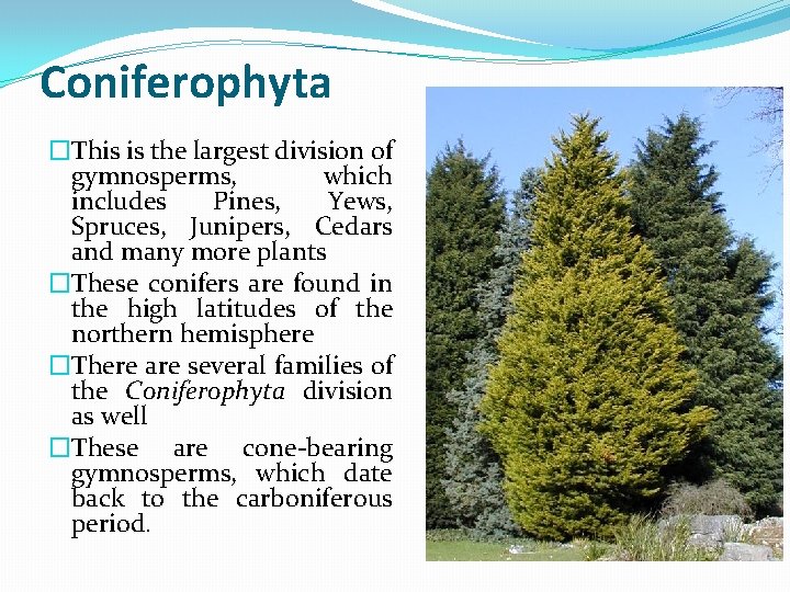 Coniferophyta �This is the largest division of gymnosperms, which includes Pines, Yews, Spruces, Junipers,