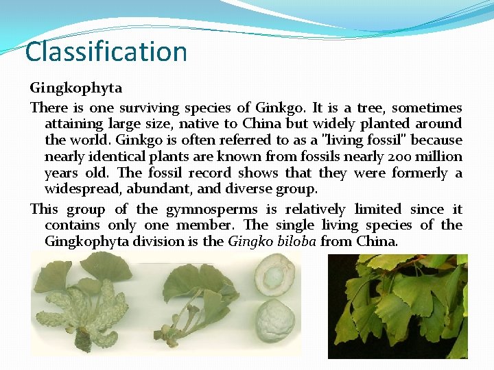 Classification Gingkophyta There is one surviving species of Ginkgo. It is a tree, sometimes