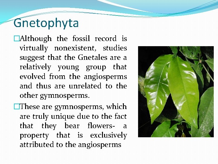 Gnetophyta �Although the fossil record is virtually nonexistent, studies suggest that the Gnetales are