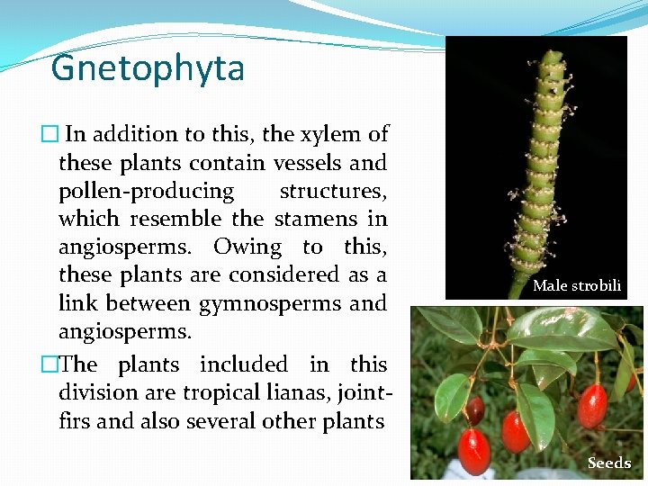 Gnetophyta � In addition to this, the xylem of these plants contain vessels and