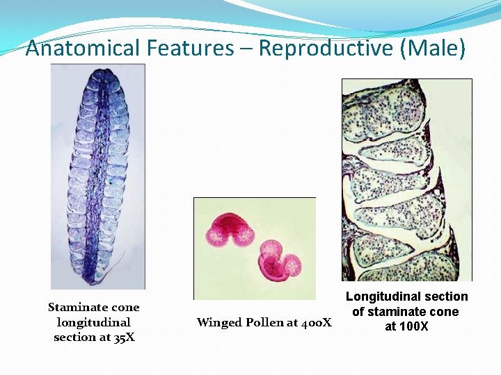 Anatomical Features – Reproductive (Male) Staminate cone longitudinal section at 35 X Winged Pollen