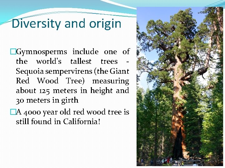 Diversity and origin �Gymnosperms include one of the world's tallest trees Sequoia sempervirens (the