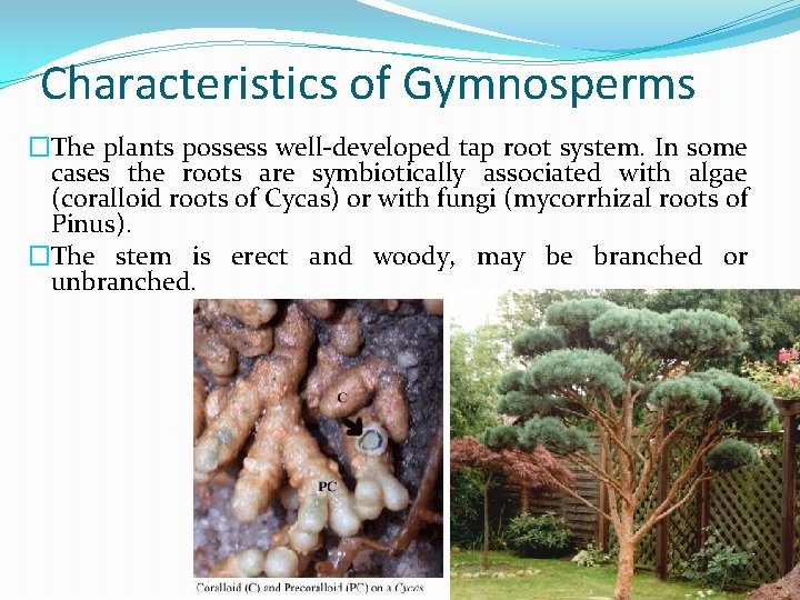 Characteristics of Gymnosperms �The plants possess well-developed tap root system. In some cases the
