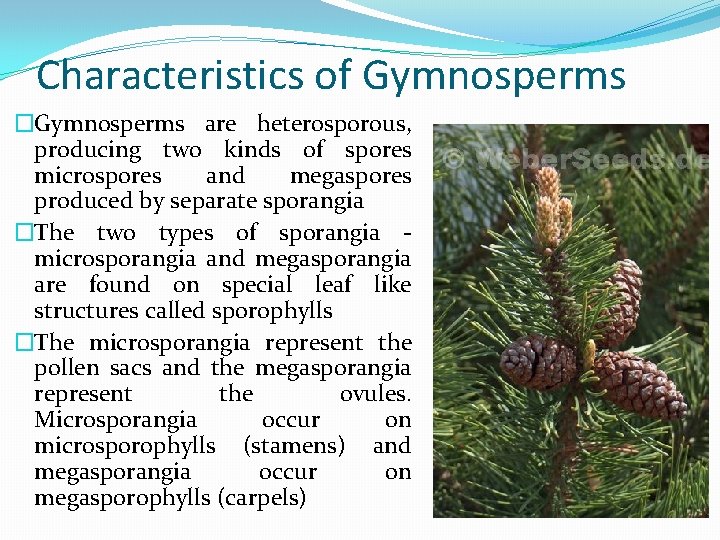 Characteristics of Gymnosperms �Gymnosperms are heterosporous, producing two kinds of spores microspores and megaspores