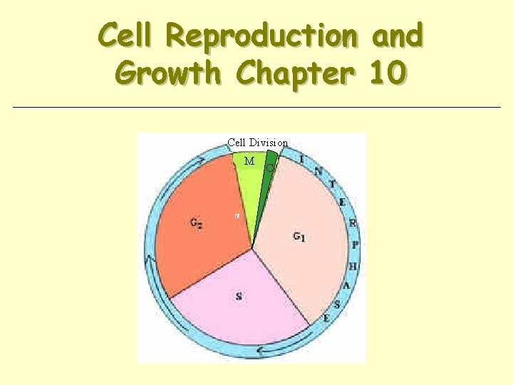 Cell Reproduction and Growth Chapter 10 Cell Division M C 