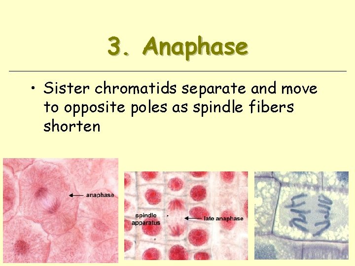 3. Anaphase • Sister chromatids separate and move to opposite poles as spindle fibers