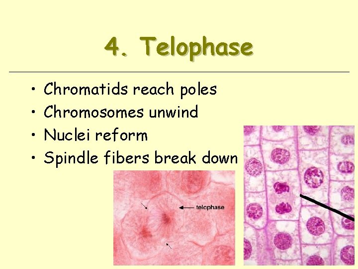 4. Telophase • • Chromatids reach poles Chromosomes unwind Nuclei reform Spindle fibers break