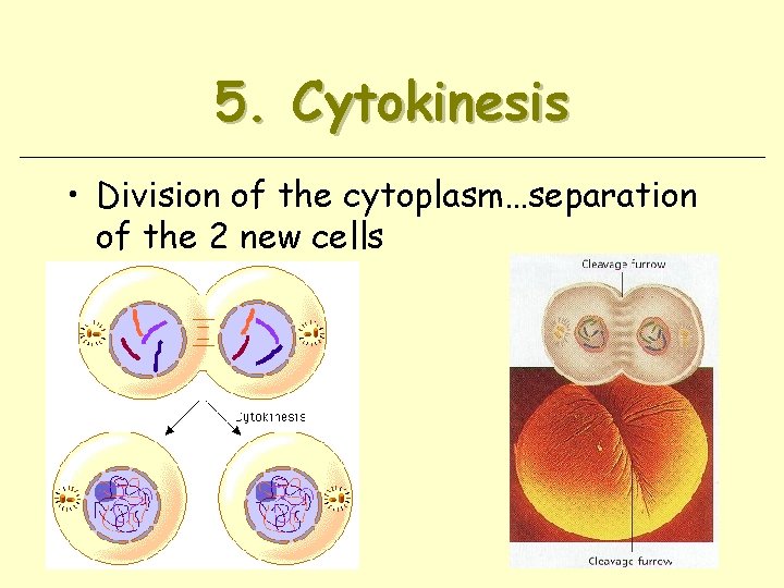 5. Cytokinesis • Division of the cytoplasm…separation of the 2 new cells 