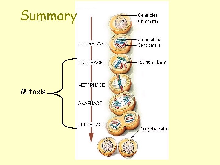 Summary Mitosis 