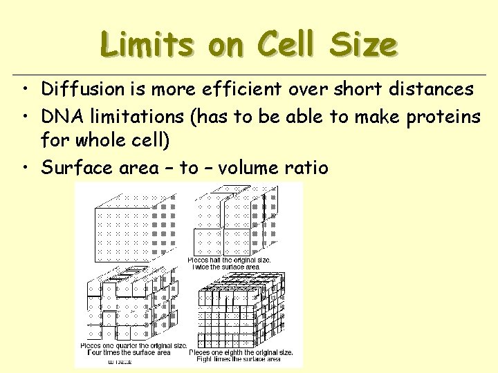 Limits on Cell Size • Diffusion is more efficient over short distances • DNA