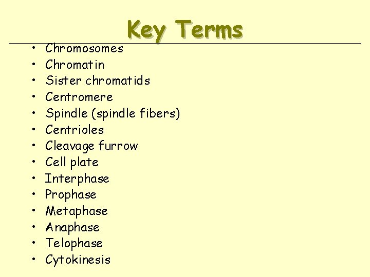  • • • • Key Terms Chromosomes Chromatin Sister chromatids Centromere Spindle (spindle