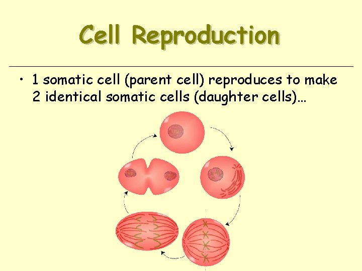 Cell Reproduction • 1 somatic cell (parent cell) reproduces to make 2 identical somatic