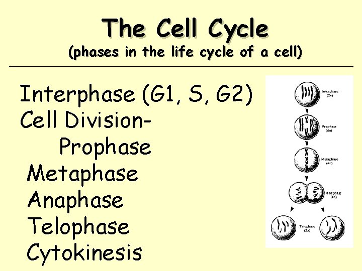 The Cell Cycle (phases in the life cycle of a cell) Interphase (G 1,