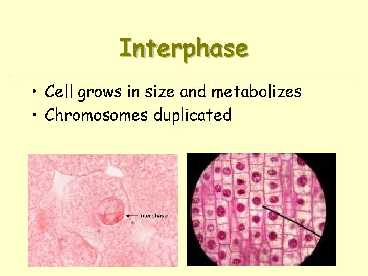 Interphase • Cell grows in size and metabolizes • Chromosomes duplicated 