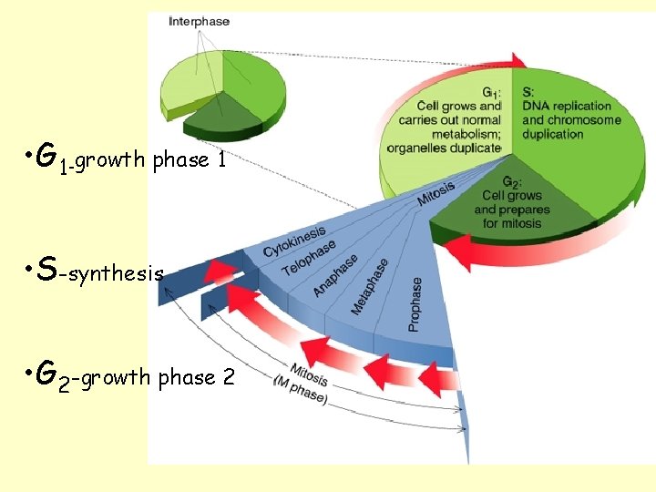  • G 1 -growth phase 1 • S-synthesis • G 2 -growth phase