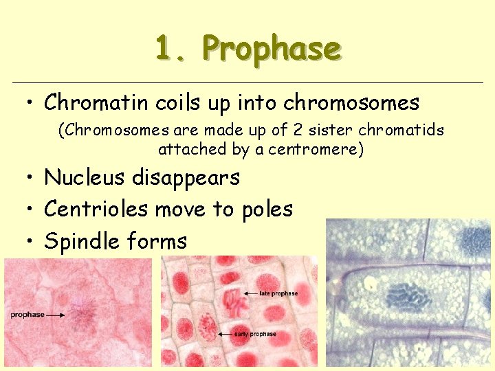 1. Prophase • Chromatin coils up into chromosomes (Chromosomes are made up of 2