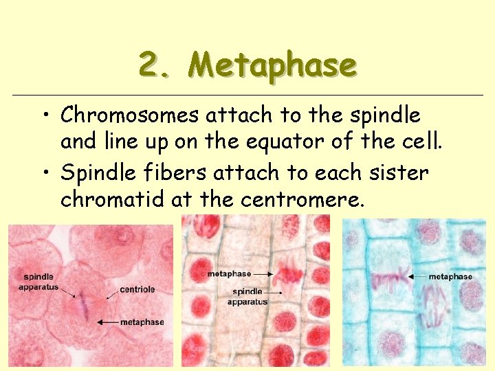 2. Metaphase • Chromosomes attach to the spindle and line up on the equator