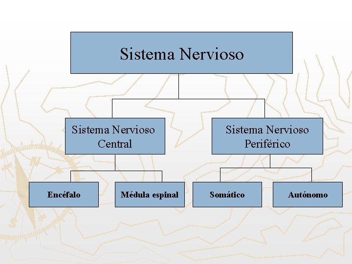 Sistema Nervioso Central Encéfalo Médula espinal Sistema Nervioso Periférico Somático Autónomo 