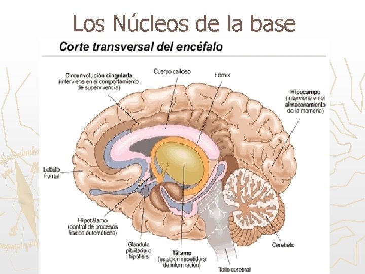 Los Núcleos de la base 